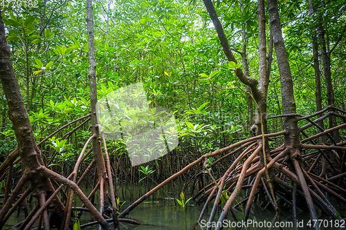Image of Mangrove in Phang Nga Bay, Thailand