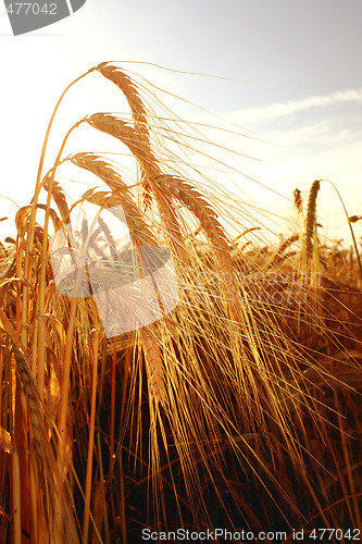 Image of Cornfield in summer