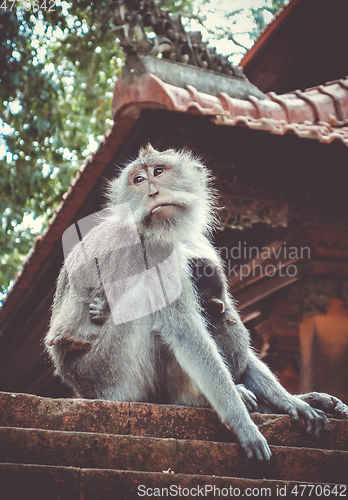 Image of Monkeys on a temple roof in the Monkey Forest, Ubud, Bali, Indon