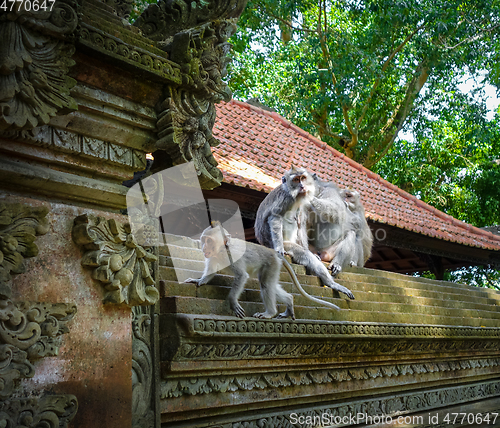 Image of Monkeys on a temple roof in the Monkey Forest, Ubud, Bali, Indon