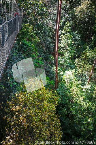 Image of Suspension bridge, Taman Negara national park, Malaysia