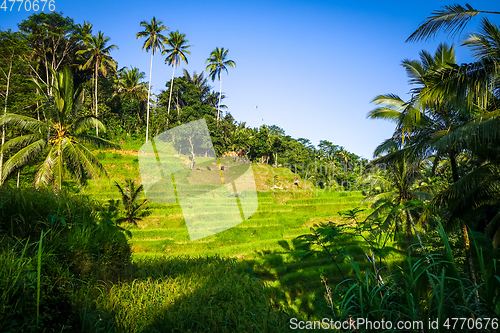 Image of Paddy field rice terraces, ceking, Ubud, Bali, Indonesia