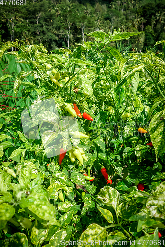 Image of Chilli pepper plantation, Sidemen, Bali, Indonesia