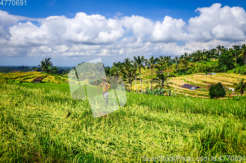 Image of Scarecrow in Jatiluwih paddy field rice terraces, Bali, Indonesi