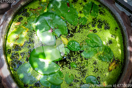 Image of Nenuphar in water pond background