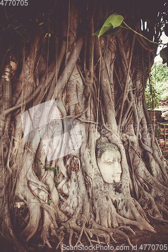 Image of Buddha Head in Tree Roots, Wat Mahathat, Ayutthaya, Thailand