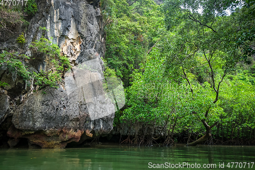 Image of Mangrove in Phang Nga Bay, Thailand