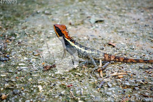 Image of Crested Lizard in jungle, Khao Sok, Thailand