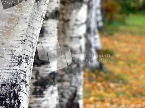 Image of Autumn trees