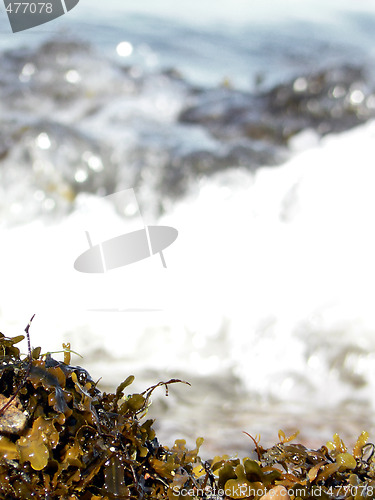 Image of Beach waves