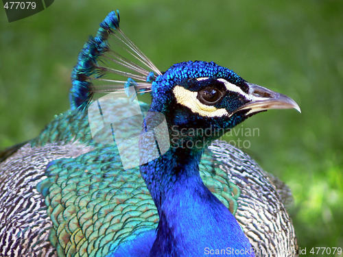 Image of Peacock