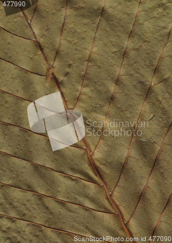 Image of chestnut leafs