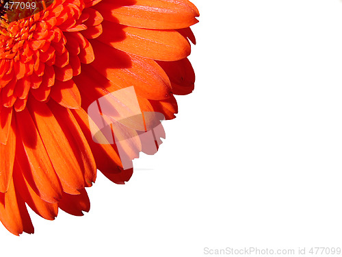 Image of Orange Gerber Flower on white background