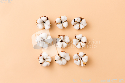 Image of cotton flowers on beige background