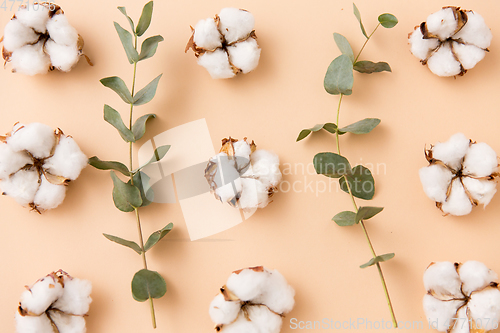 Image of cotton flowers and eucalyptus on beige background