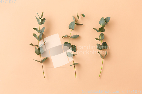 Image of eucalyptus cinerea branches on beige background