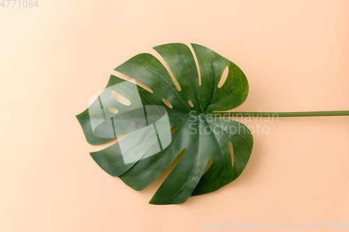 Image of monstera deliciosa leaf or swiss cheese plant