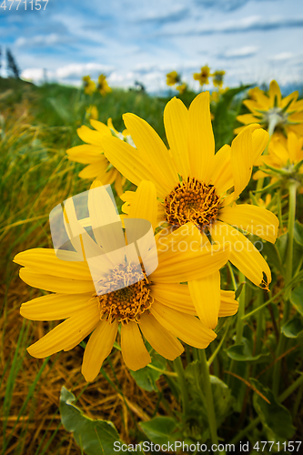 Image of Yellow Balsomroot Flower