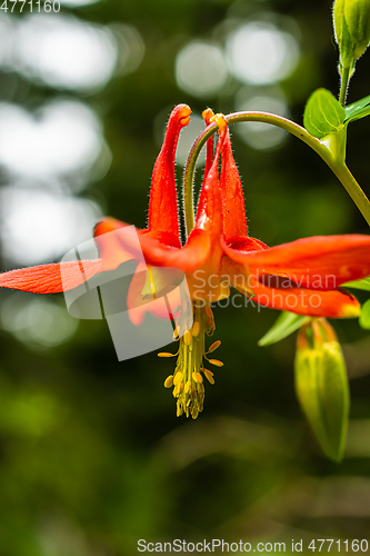 Image of Red Columbine Aquilegia Canademsis