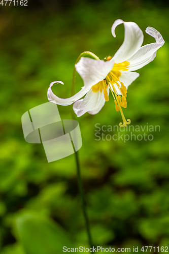 Image of Oregon Fawn Lilly