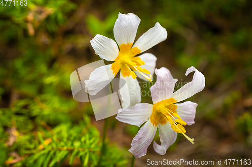 Image of Oregon Fawn Lilly