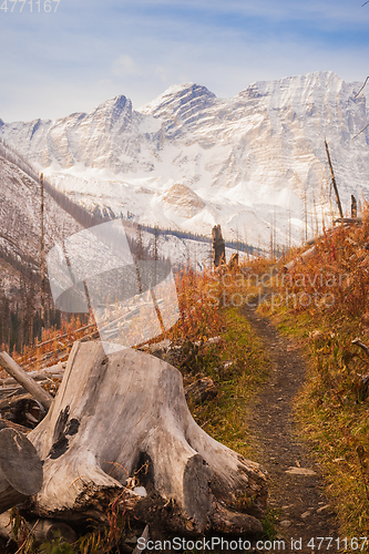 Image of The Floe Lake Trail in Fall