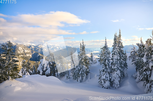 Image of Winter mountain top view with trees
