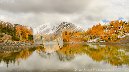 Image of Golden Larch Reflection