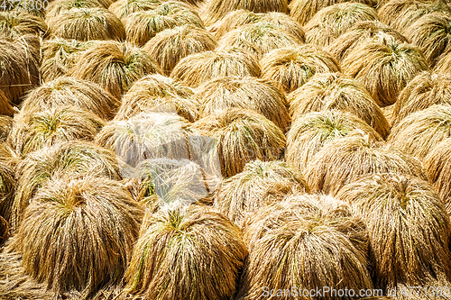 Image of Rice harvest drying, Jatiluwih, Bali, Indonesia