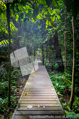 Image of Wooden path in Taman Negara national park, Malaysia