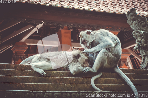 Image of Monkeys on a temple roof in the Monkey Forest, Ubud, Bali, Indon