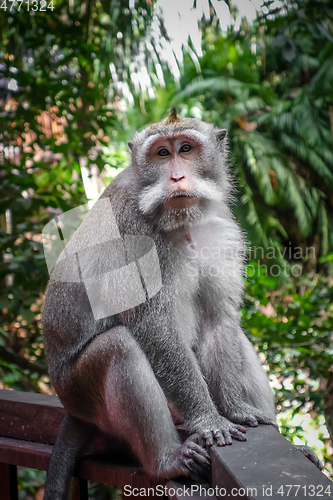 Image of Monkey in the Monkey Forest, Ubud, Bali, Indonesia