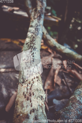 Image of Termites colony, Taman Negara national park, Malaysia