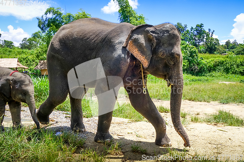 Image of Mother and Baby elephant in protected park, Chiang Mai, Thailand