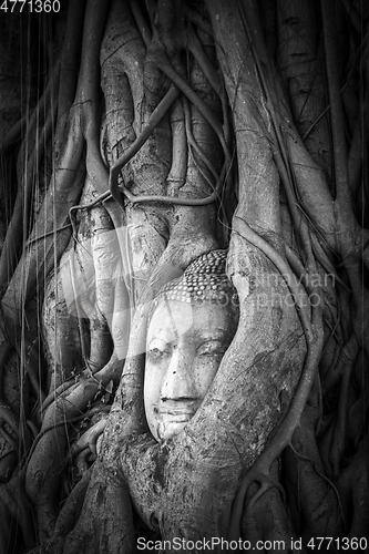 Image of Buddha Head in Tree Roots, Wat Mahathat, Ayutthaya, Thailand