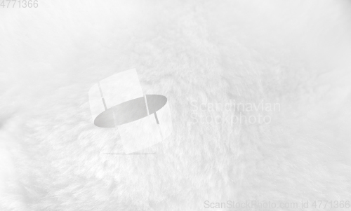 Image of White fur background close up view