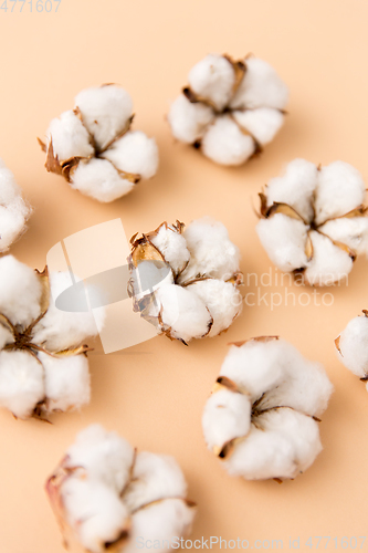 Image of cotton flowers on beige background