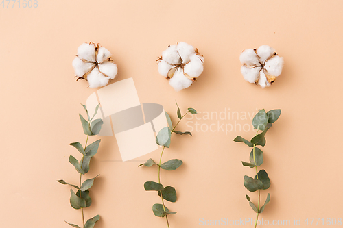 Image of cotton flowers and eucalyptus on beige background
