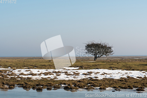 Image of Lone tree in a great grassland