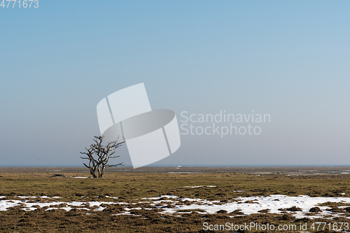 Image of Alone tree in a great plain landscape