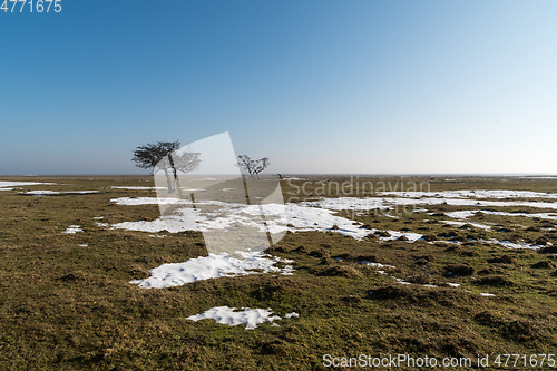 Image of Alone trees in a field in early springtime