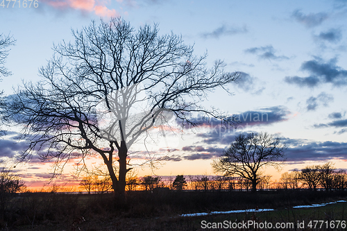 Image of Tree silhouette in colorful sunset