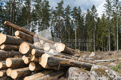 Image of Woodpile in a coniferous forest