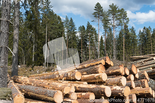 Image of Sunlit woodpile in the woods