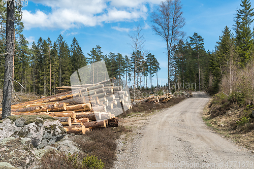 Image of Logpiles by a winding gravel road