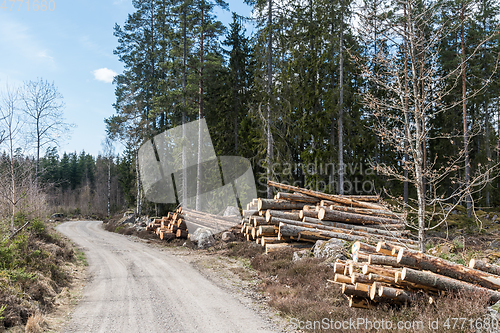Image of Log piles in the woods