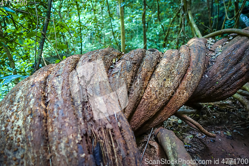 Image of Giant roots in jungle, Khao Sok, Thailand