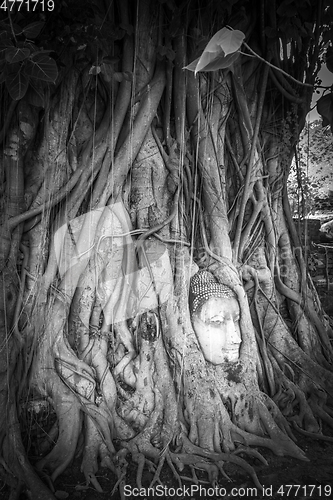 Image of Buddha Head in Tree Roots, Wat Mahathat, Ayutthaya, Thailand