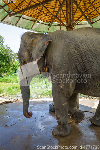 Image of Elephant in protected park, Chiang Mai, Thailand
