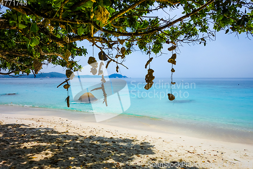 Image of Hanging coral on Turtle Beach, Perhentian Islands, Terengganu, M